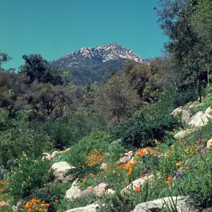 wildflowers on the Campbell Trail slope