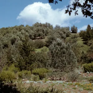 SBBG Meadow with view to East slope above Mission Canyon Road