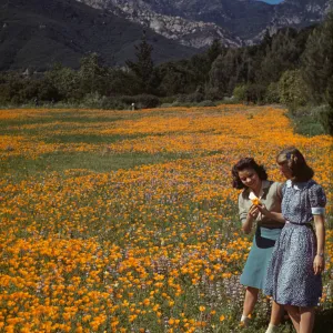 Poppies and lupine in the Meadow, two girls