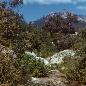 Old Ceanothus section, ridge south of the Cottage