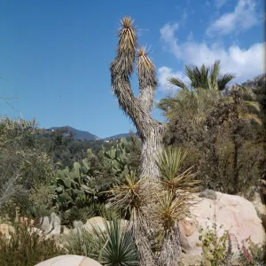 Joshua tree in the Desert Section