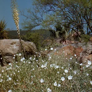 Desert section in bloom