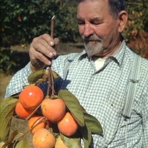 Mr. Orpet, persimmons