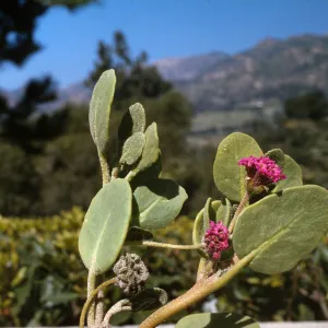 Abronia maritima