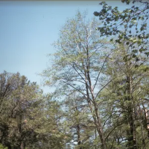 Alnus rhombifolia and Acer macrophyllam