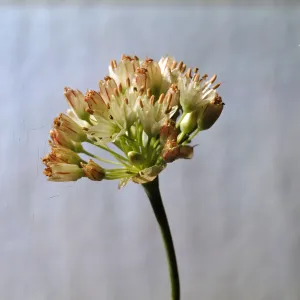 Allium howellii var clokeyi