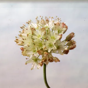 Allium howellii var clokeyi