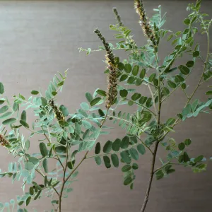 Amorpha californica
