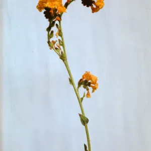 Amsinckia douglasiana