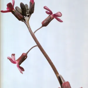 Arabis pulchra
