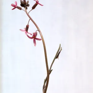 Arabis pulchra