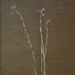 Arabis pulchra