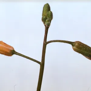 Arabis sparsiflora var. arcuata