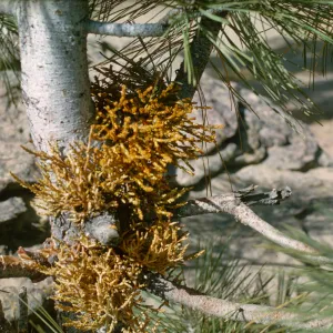 parasitic Arceuthobium campylopodum on pine
