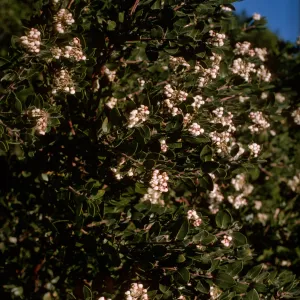 Arctostaphylos (Manzanita)