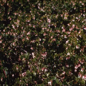 Arctostaphylos edmundsii