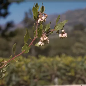 Arctostaphylos rudis