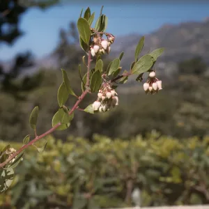 Arctostaphylos rudis