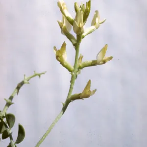 Astragalus lentiginosus