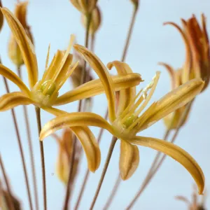 Bloomeria crocea var. montana