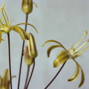 Bloomeria crocea var. montana