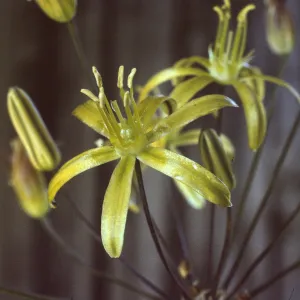 Bloomeria crocea var. montana