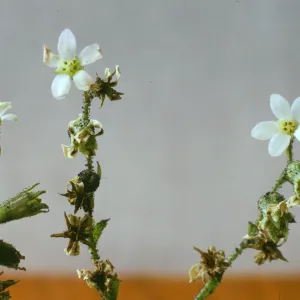 Boykinia elata