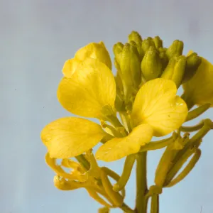 Brassica flower