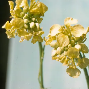 Brassica geniculata