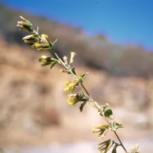 Brickellia californica 