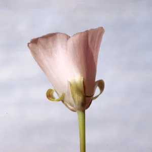 Calochortus splendens