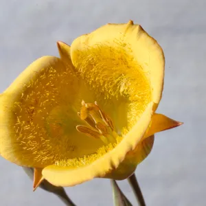 Calochortus clavatus