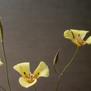 Calochortus venustus