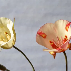 Calochortus venustus