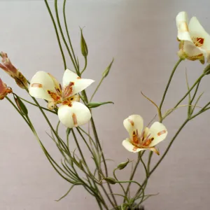 Calochortus venustus