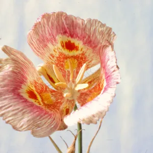 Calochortus venustus