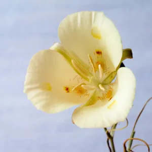 Calochortus venustus