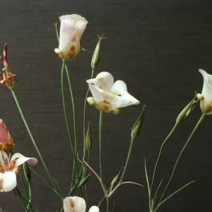 Calochortus venustus