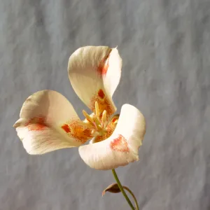 Calochortus venustus