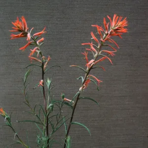 Castilleja jepsonii 