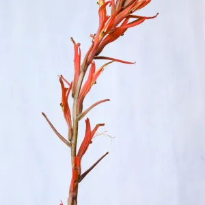 Castilleja jepsonii 