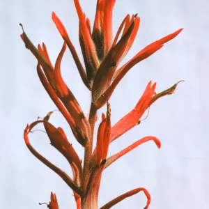 Castilleja jepsonii 