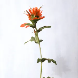 Castilleja martinii 
