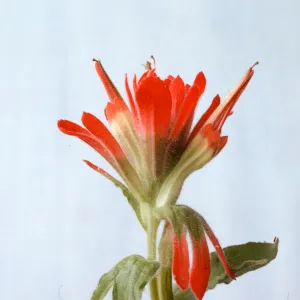 Castilleja martinii-roseana