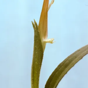 Castilleja stenantha