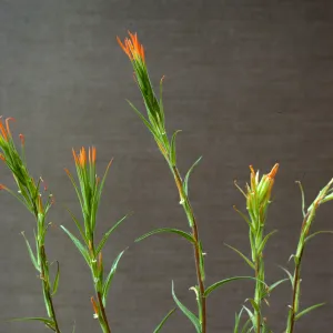 Castilleja stenantha