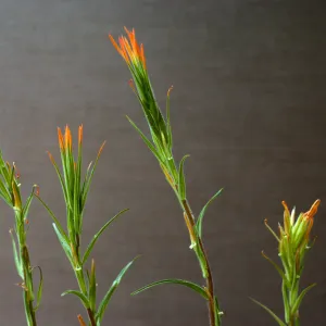 Castilleja stenantha