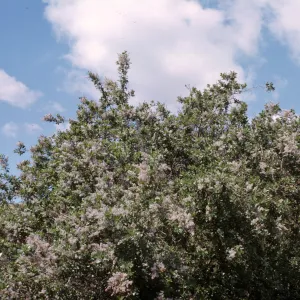 Ceanothus (California Lilac)
