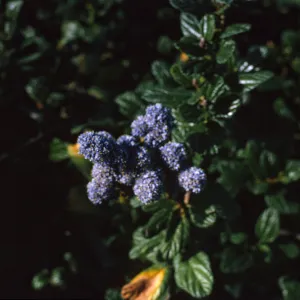 Ceanothus (California Lilac)