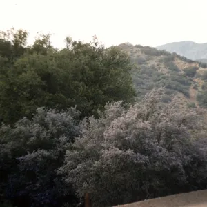Ceanothus (California Lilac) , Wheeler Gorge